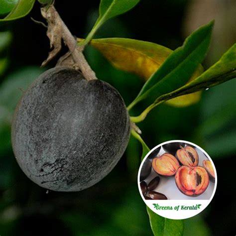 Buy Black Apple (Seedling) Fruit Plant Online | Greens Of Kerala