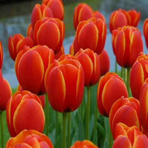 Tulip 'World's Favourite' Bulbs: Buy Tulip bulbs online in Pakistan - Bagh.pk