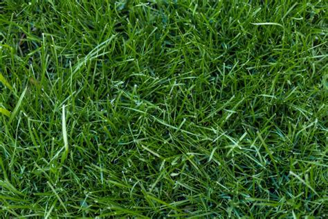 The 411 on Fescue Grass | Simple Lawn Solutions