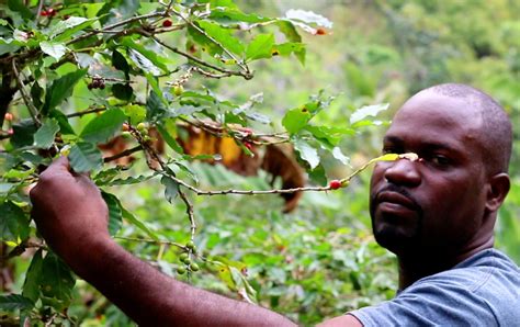 Jamaica Blue Mountain coffee - WHERE TO DRINK COFFEE