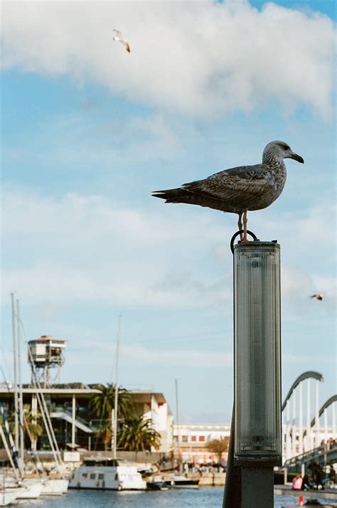 "Seagull At Port" by Stocksy Contributor "Milles Studio" - Stocksy