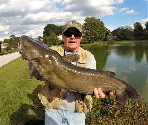 How Big Do Channel Catfish Get in Ponds: Size Secrets Unveiled