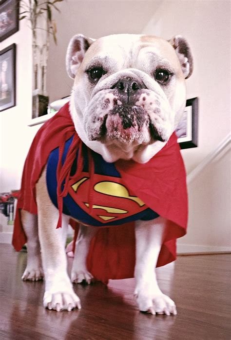 Superdog! - English Bulldog in a Superman costume ... Love animals in Halloween costumes ...