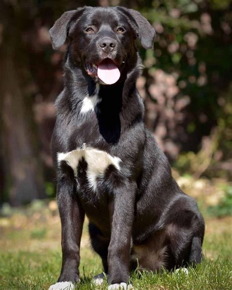 Aussiedor: The Perfect Australian Shepherd Lab Mix Companion