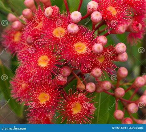 Red Flowers of Australian Gum Tree Eucalyptus Stock Photo - Image of bush, leaves: 12544708