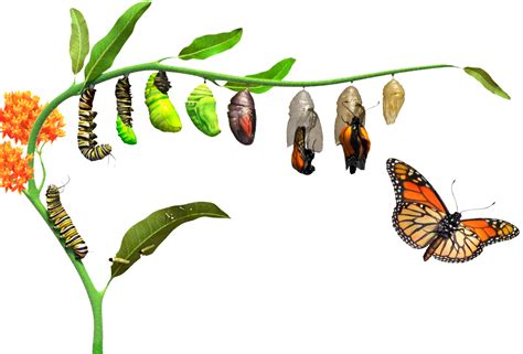 Ciclo de Vida de las Mariposas - Mariposas