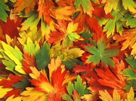 Leaves Wallpapers, Colorful Leaves Wallpapers Image, #19565