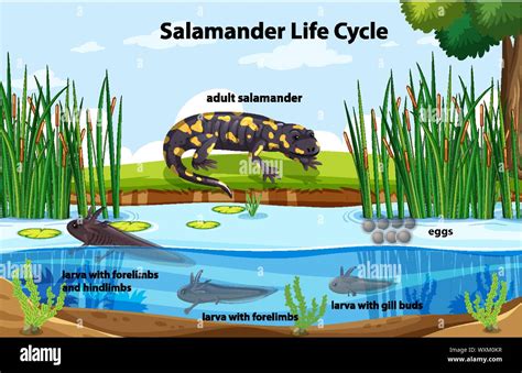 Diagram showing salamander life cycle illustration Stock Vector Image & Art - Alamy