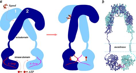 Membranes | Special Issue : Structure and Function of Membrane Receptors