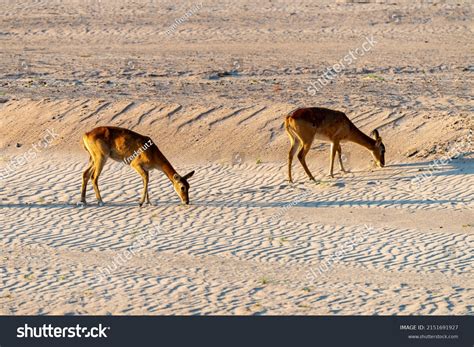 453 Reedbuck Images, Stock Photos & Vectors | Shutterstock