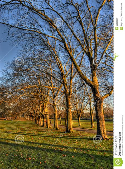 Row of trees stock photo. Image of trees, park, london - 32626336