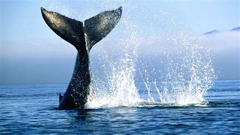 The 52-hertz whale is the only individual whale of unidentified species which calls at an ...