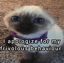 Apology GIFs | Tenor