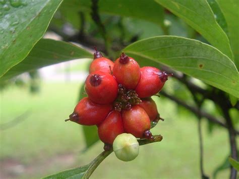 Dogwood Berries 2 Free Photo Download | FreeImages