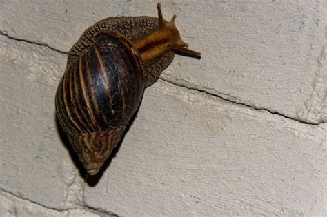 The Largest Snail I Have Ever Seen