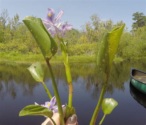 Explore Barataria! Invasive Species – Water Hyacinth - Jean Lafitte National Historical Park and ...