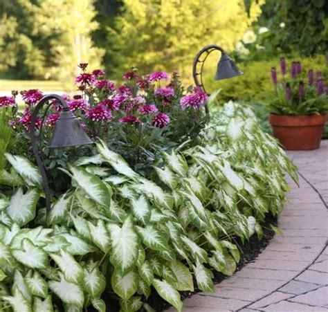 Summer Bulbs for Shady Gardens tuberous begonias and caladium with ...