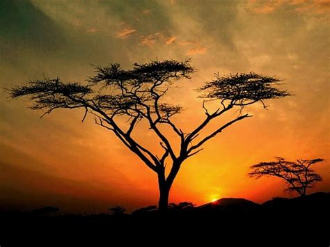 3840x2160px, 4K free download | Savannah Sunset, tree, sun, orange ...