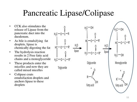 PPT - The Digestion of Fats PowerPoint Presentation, free download - ID ...