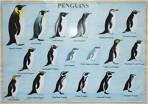 emperor penguin vs king penguin - Google Search | Types of penguins, Penguins, Penguin species