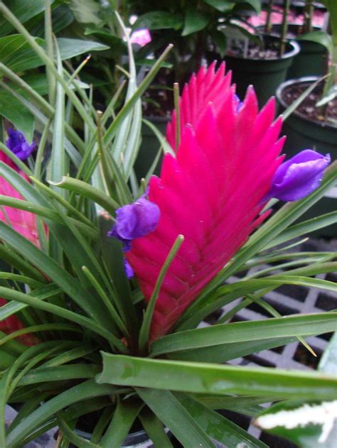 Air Plants: Plant Care and Collection of Varieties - Garden.org