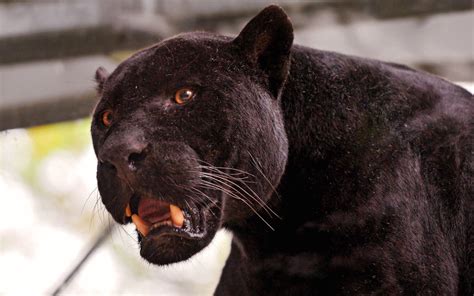 Black Jaguar Wallpapers - Wallpaper Cave