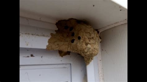 Mud Wasp Nest Removal. - YouTube