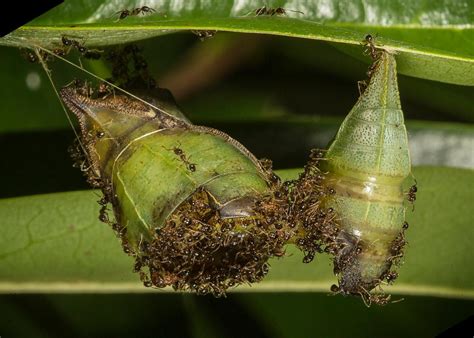 Lepidoptera larva and/or pupa parasitoids and predators