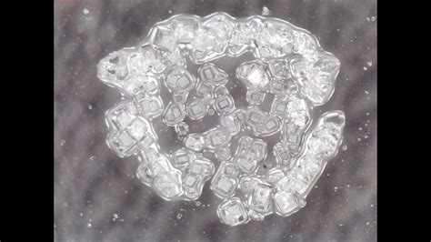 Salt crystallization under a microscope: time lapse video - YouTube