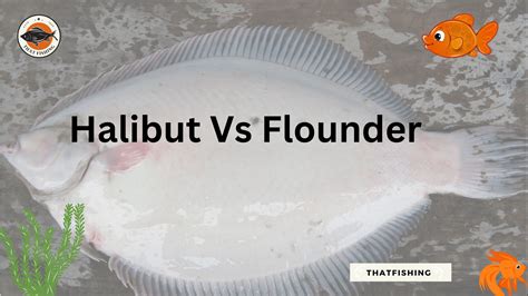 Halibut Vs. Flounder 2023: Everything you need to know