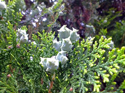 Thuja orientalis (Cupressaceae) image 51271 at PhytoImages.siu.edu