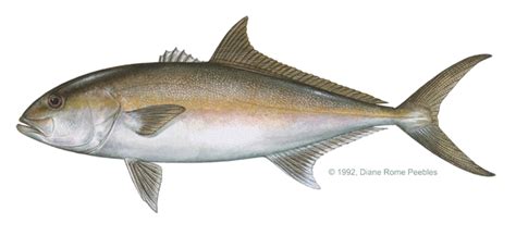 Fishy Facts: Amberjack Fish | Greater Amberjack