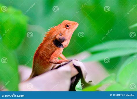 Sesumpah Hijau stock photo. Image of lizard, sesumpah - 18508276