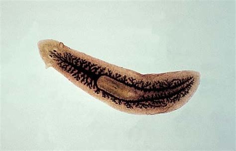 Zoology Lab Final: Turbellaria Diagram | Quizlet