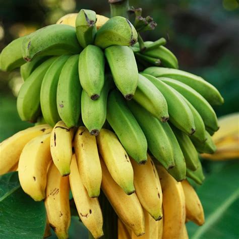 Veranda Banana Tree | Fruit trees for sale, Banana tree, Fruit trees uk