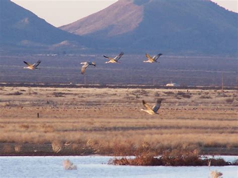 Sandhill Cranes - Whitewater Draw - Southeast, AZ