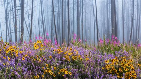 Wildflowers BC – Bing Wallpaper Download