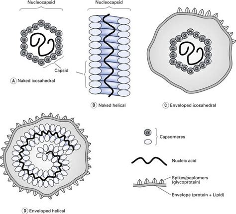 Virus: Structure and Symmetry - Online Biology Notes