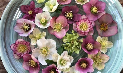 Hellebores-Deer Resistant, Low Maintenance, Shade Loving Perennial