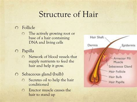 Root Hair Structure And Function