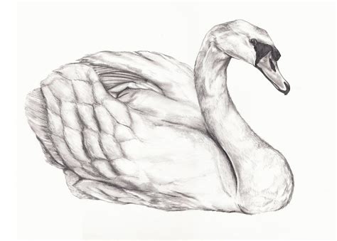 Get How To Draw A Swan PNG - Shiyuyem