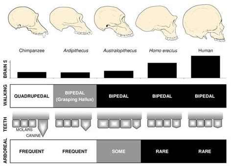 Anatomical comparisons of apes, early hominins, Australopithecus, Homo erectus, and humans ...