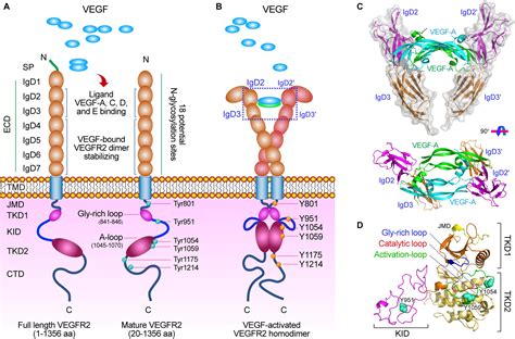 Frontiers | Molecular Bases of VEGFR-2-Mediated Physiological Function and Pathological Role