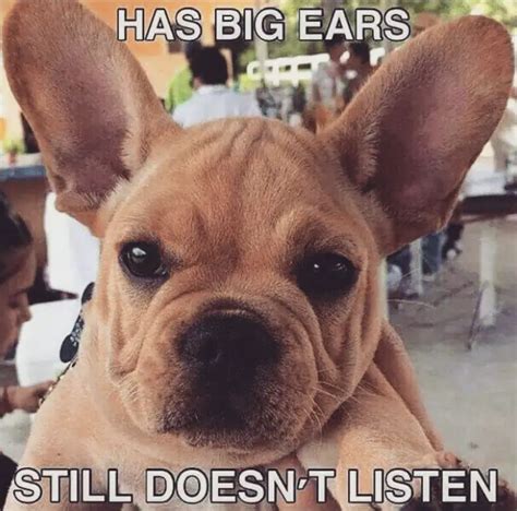 45 Best French Bulldog Memes of All Time – Page 5 – The Paws