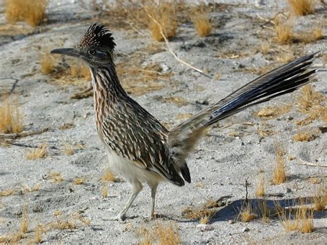 Roadrunner Com - Gambaran