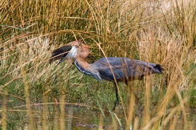 Goliath Heron Fishing