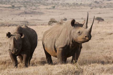 The most endangered African animals – Drive South Africa