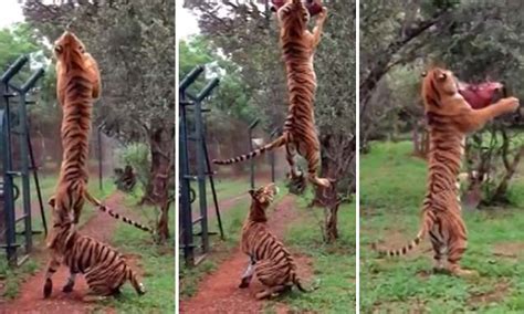 Slow motion video captures tiger jumping 10ft into the air to catch meat | Daily Mail Online