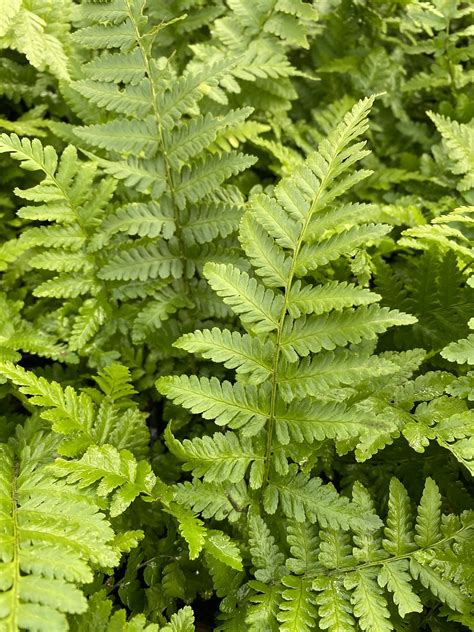 For Shade | Dryopteris filix-mas - The Beth Chatto Gardens