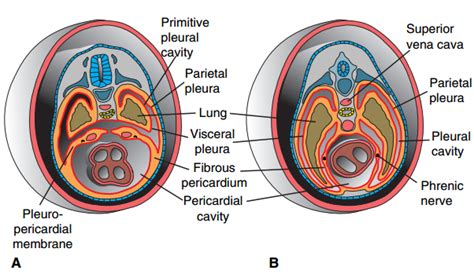 ⭐ Development of body cavities and diaphragm. Chapter 48. Development ...